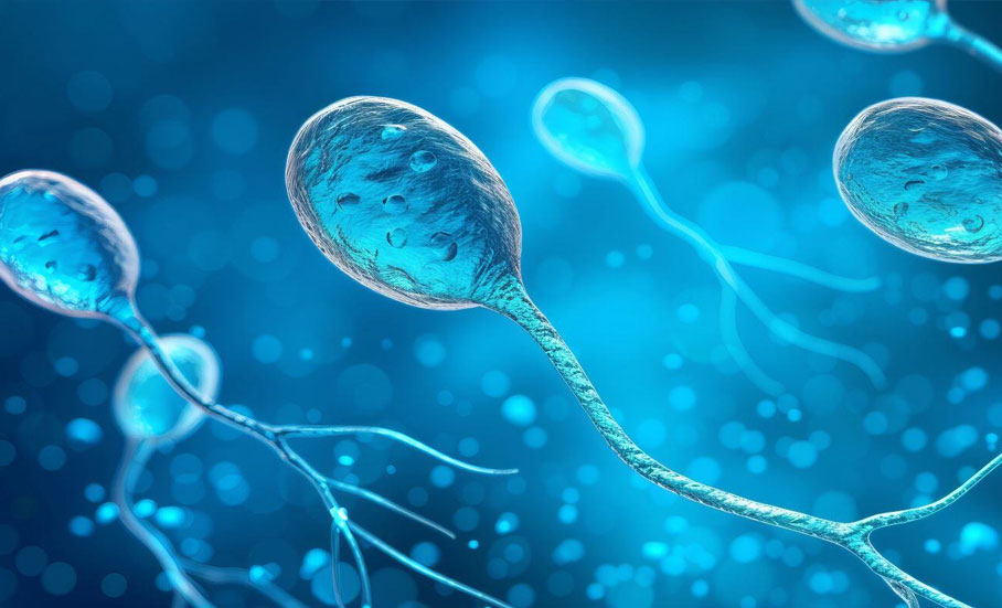 Hurma Poleninin Sperm Kalitesi İçin Kullanım Şekilleri